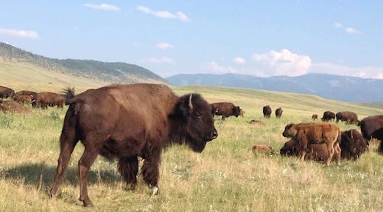 Flying D, Black Bear Dens, Howling Wolves…and Me. - Bears Den Essentials