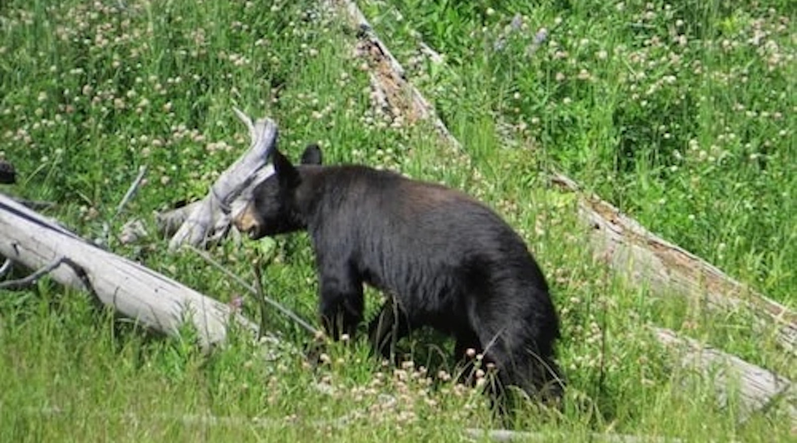 Research, Outdoor, Adventures, and Yellowstone - Bears Den Essentials